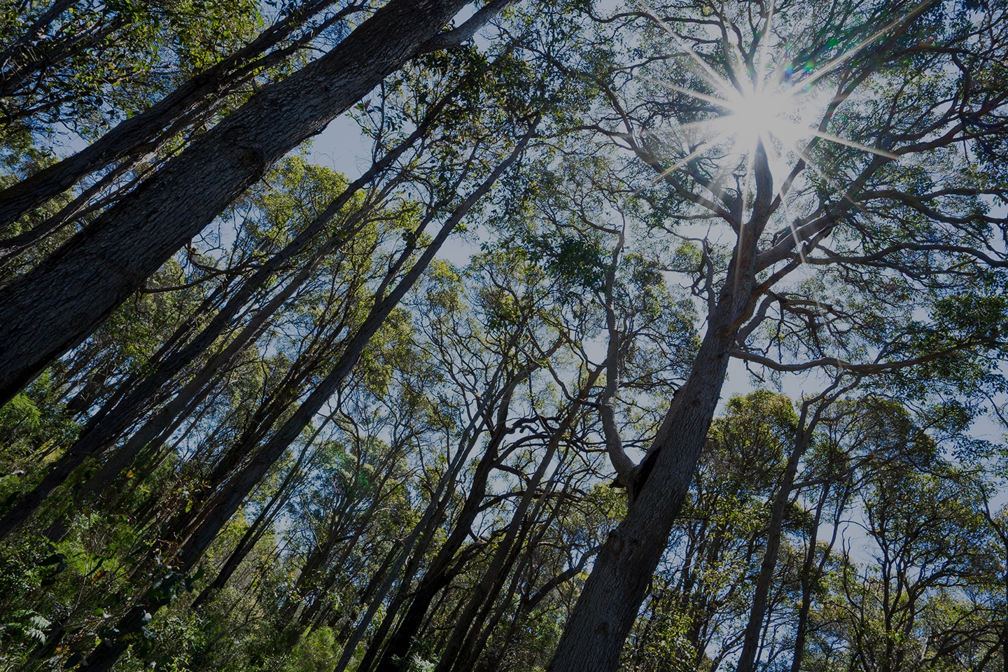 Margaret River Real Estate Margaret River Lifestyle Village